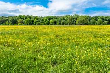 Bahar çiçek mavi gökyüzü ve ormanı, altında alan manzara