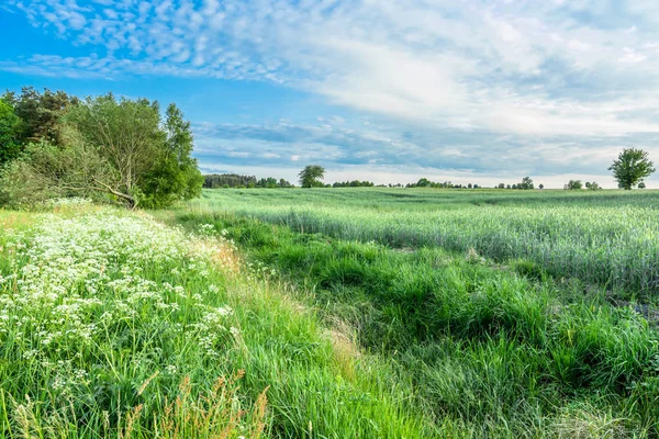 Sommerlandschaft Mit Ackerland Getreide Grünem Gras Und Kräutern — Stockfoto