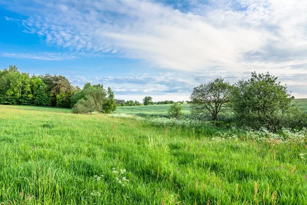 Field of spring grass, green grassland, countryside landscape