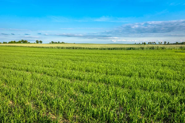 Paisagem Campo Cereais Primavera Culturas Verdes Céu Azul Com Árvores — Fotografia de Stock