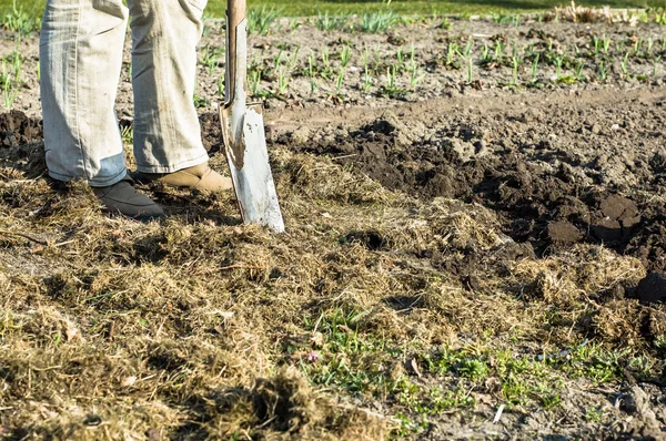 Farmer digging in the garden. Spring gardening. Preparing soil for planting.