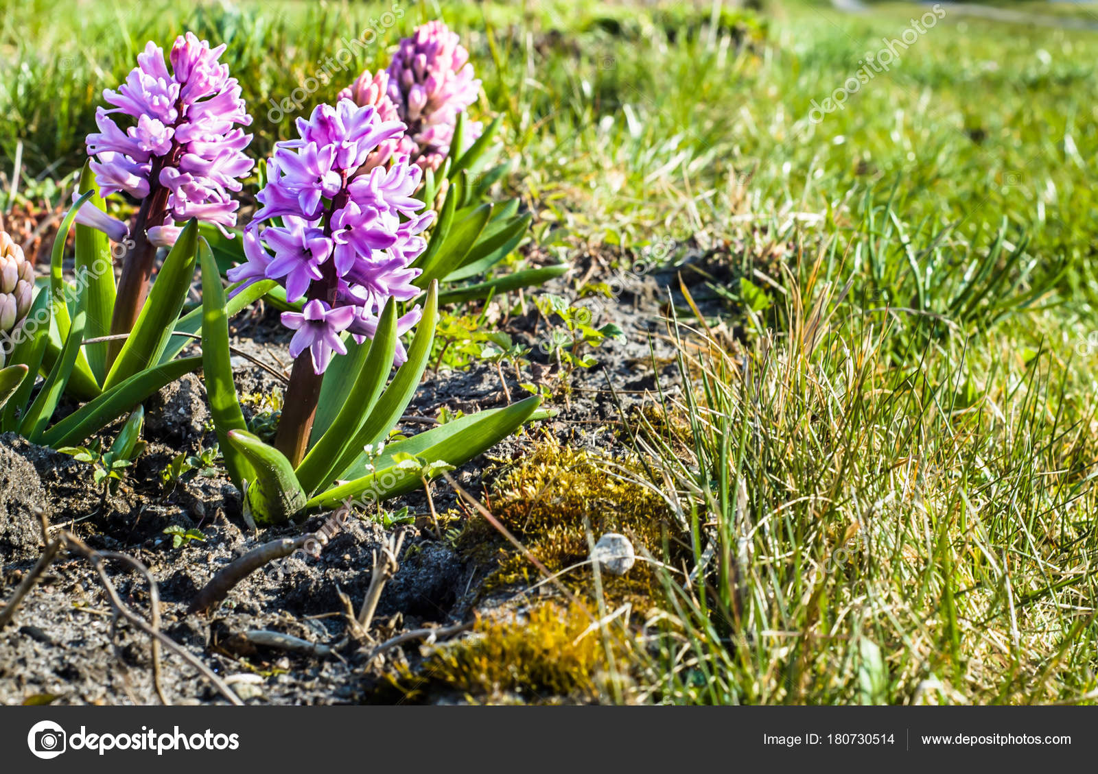 Jacinto Rosa Jardín Fondo Primavera: fotografía de stock © alicjane