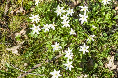 Erken ilkbaharda çiçek ahşap anemone ormanda