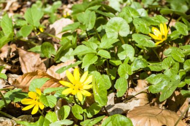 Sarı bahar çiçekleri ormandaki ficaria verna
