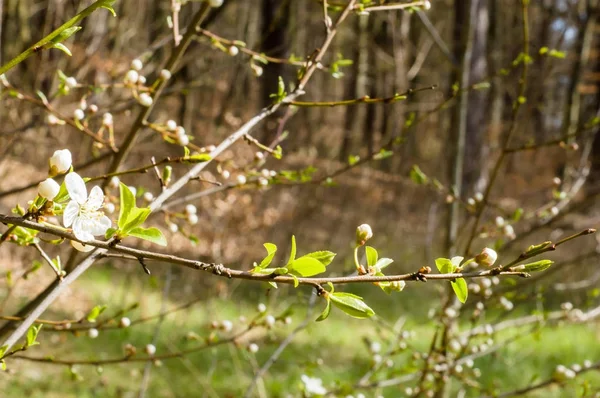 Άνοιξη Blossom Υποκατάστημα Της Δέντρο Φρούτα Άνθηση Στο Πάρκο — Φωτογραφία Αρχείου