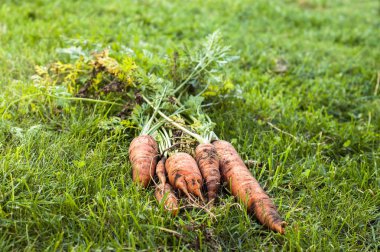 Organik sebze, taze üretmek, yerel tarım kavramı hasat.