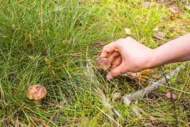 Boletus mantar el ile orman çim dan aldım. Mantar toplama.