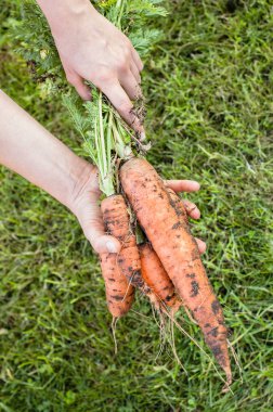 Organik Sebzeler, havuç ile Çiftçi hasat. Taze tutan çiftçiler el üretmek.