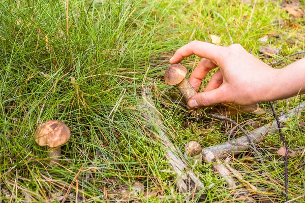 Boletus hongo recogido a mano de la hierba en el bosque. Recogida de hongos . — Foto de Stock