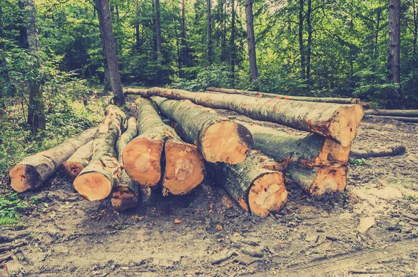 Pilha de madeira na floresta com fundo verde de árvores caducas, foto do vintage . — Fotografia de Stock