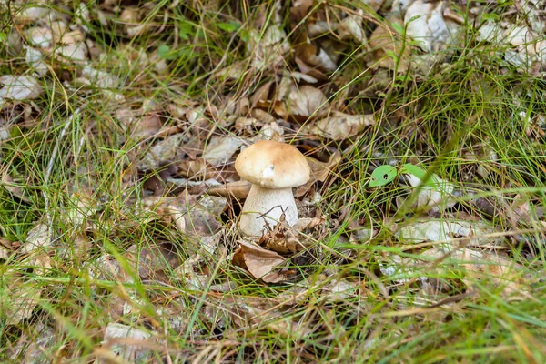 Small boletus mushroom in forest moss. — Stock Photo, Image