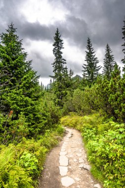 Doğa, yol içinde ekilmemiş boş arazi, Yeşil dağlar dağ yolunda trekking için iz ile peyzaj