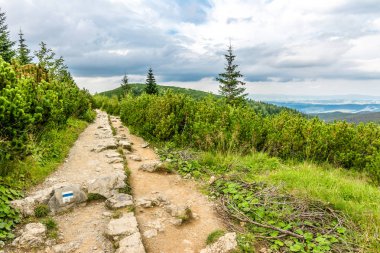 Hiking trail dağ çam ağaçları Hill, Tatra Milli Parkı, Polonya, yatay, dağlarda,