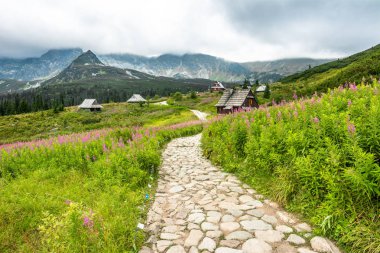Hiking trail yatay yaz çim sahası, Hala Gasienicowa, Tatra Milli Parkı, Polonya popüler turistik çiçeklerle dağ Vadisi evlerin dağlarda,