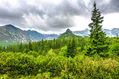 Köknar orman Dağları, yeşil peyzaj, panoramik görünüm