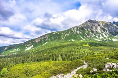Yeşil manzara orman Dağları'nda, hillside ve çam panoramik manzara alan ağaçlar
