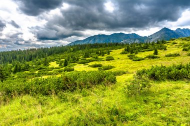Yeşil çayır, Bahar, taze ot kaplı tepeler, dağlar sahne Karpatlar, Polonya Tatra Milli Parkı doğa ve dağ manzarası