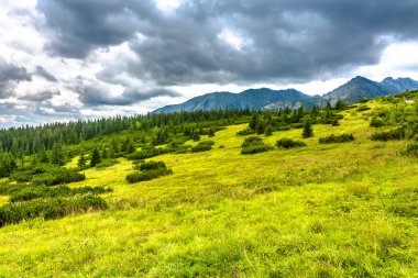 Yeşil peyzaj çim, ağaçlar ve dağlar üzerinde gökyüzü arka plan, Karpatlar, Tatra Milli Parkı Polonya