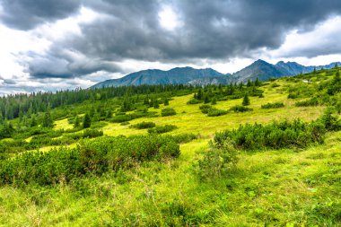 Yeşil peyzaj çim, ağaçlar ve dağlar üzerinde gökyüzü arka plan, Karpatlar, Tatra Milli Parkı Polonya
