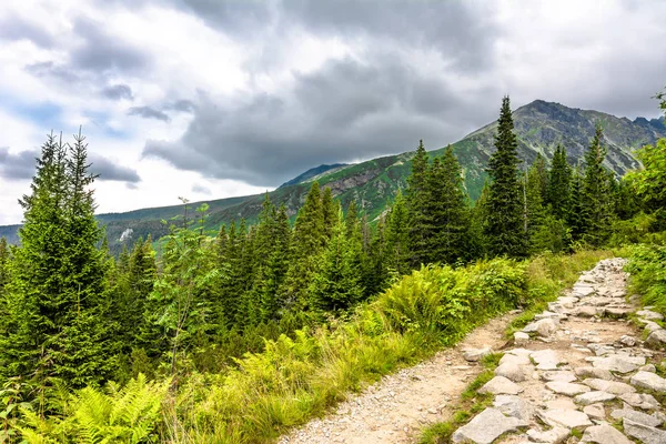 Mountain trail in nature, road in wilderness between pine trees and fir in mountains, green landscape