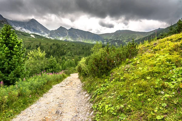 Vandringsled. Bergsväg i naturen eller sökväg i vildmarken mellan tallar och fir i berg, gröna landskap. — Stockfoto