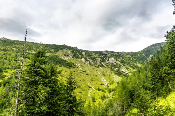 Grönt Bergslandskap Utsikt Toppen Kullen Med Gräs Och Träd Berg — Stockfoto
