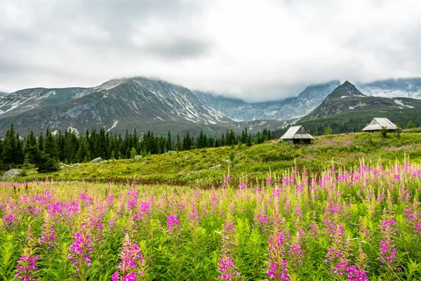 Case in montagna, paesaggio con fiori di montagna estivi sul prato, Hala Gasienicowa, popolare attrazione turistica nel Parco Nazionale di Tatra, Polonia — Foto Stock