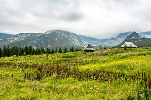 Houses in mountains on grass field, green spring landscape of mountain meadow, Hala Gasienicowa, popular tourist attraction in Tatra National Park, Poland