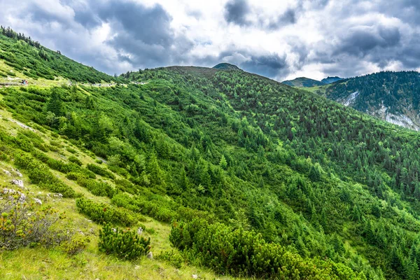 Forêt de montagne verte, vue panoramique sur les collines et les arbres d'en haut, montagnes Tatra, paysage — Photo