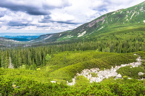 Green Landscape Forest Mountains Panoramic Vista Hillside Pine Trees Area — Stock Photo, Image