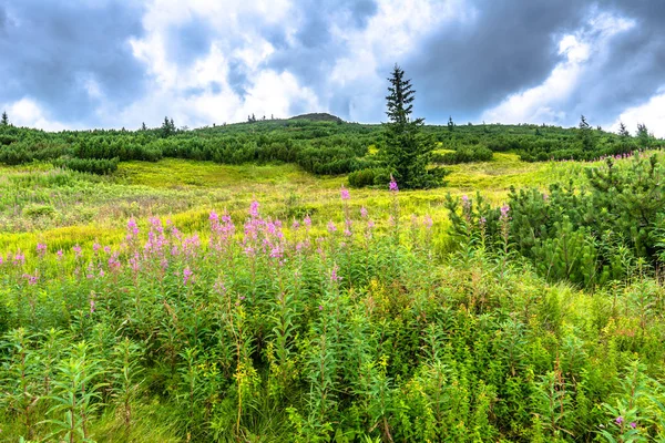 Paesaggio Verde Colline Cielo Prato Con Erba Rigogliosa Primavera Montagna — Foto Stock