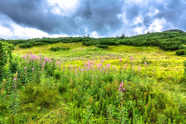 Горный Пейзаж Природы Зеленым Лугом Холмы Покрывали Свежую Траву Весенние — стоковое фото