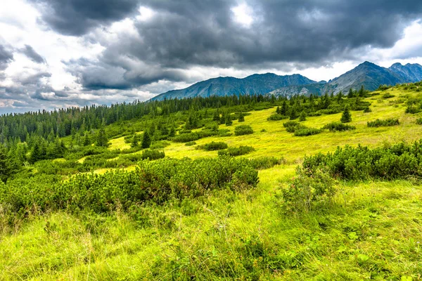 Paysage Montagne Nature Avec Prairie Verdoyante Collines Couvertes Herbe Fraîche — Photo