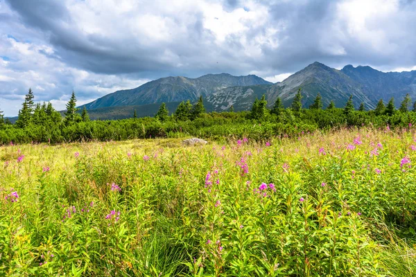 绿色景观的丘陵和天空 喀尔巴阡山 Tatra 国家公园在波兰的春天 草地上郁郁葱葱的小草 — 图库照片