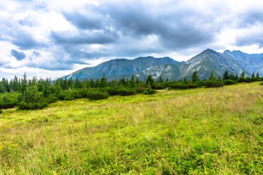 Yeşil manzara dağlar, tepeler, çam ağaçları ve çayır ile bahar çimen, Karpatlar, Tatra Milli Parkı Polonya