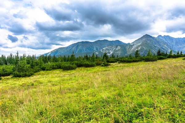 緑の山 松の木および草原の風景春草 カルパチア山脈 タトラ国立公園とポーランドで — ストック写真