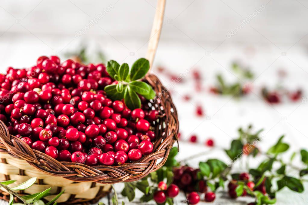 Basket of fresh cranberry on wooden table, red berries also called cowberry or lingonberry on white background