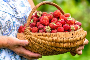 Yerel çiftçi tutan eller, çiftlik çilek, taze Eko gıda kavramı çilek sepeti