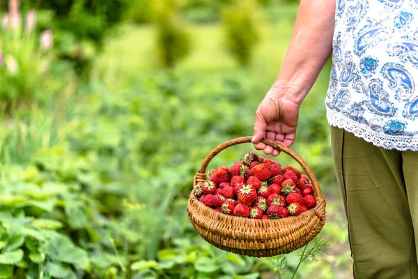 バスケット、有機農法の概念で収穫されたイチゴとストロベリー ファームの上級農民 — ストック写真