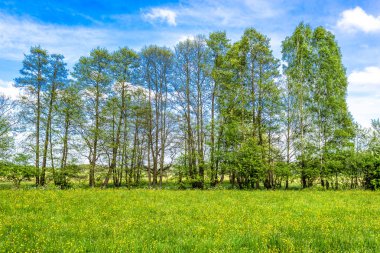 Bahar yeşil alan, ağaçlar ve mavi gökyüzü güneşli havalarda peyzaj