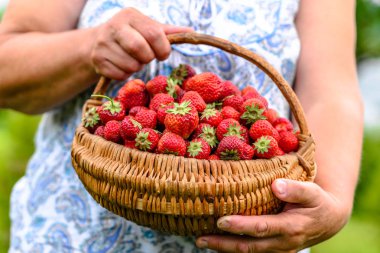 Çilek organik çiftlik çiftçi elinde taze hasat çilek sepeti