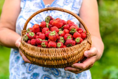Çiftçi kadın elinde çilek sepeti, organik tarım gelen çiftlik taze çilek ile