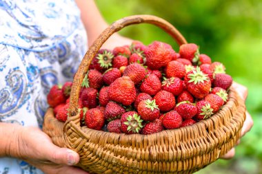 Olgun çilek Çilek sepeti ile çiftçi, hasat