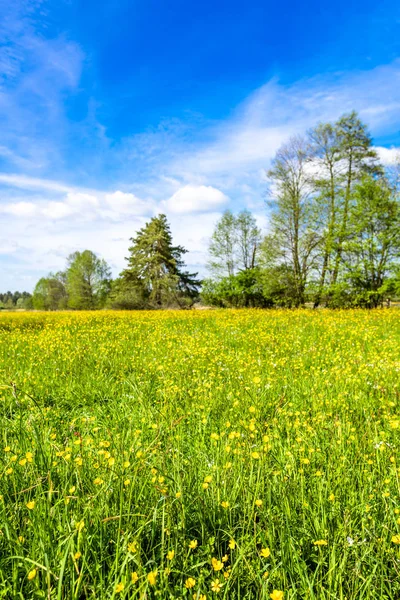 草原、草原や木、緑の風景に春の花 — ストック写真