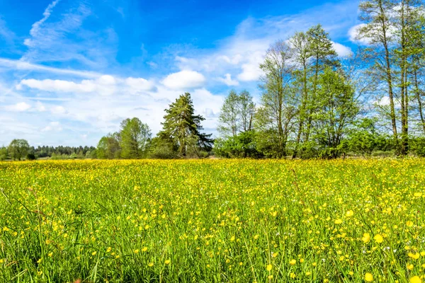 Łąka z kwiatami w wiosna zielony krajobraz i niebieski niebo — Zdjęcie stockowe