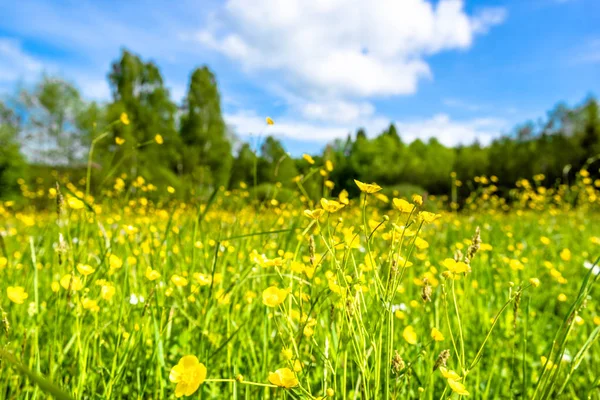 草原の風景の春の花 — ストック写真