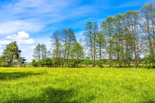 Grasfeld, grüne Frühlingslandschaft mit Blumen — Stockfoto