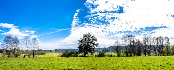Panorama verde del campo de hierba de primavera y árboles —  Fotos de Stock