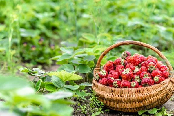 Colheita de morango na fazenda, cesta de morangos, conceito de agricultura biológica — Fotografia de Stock