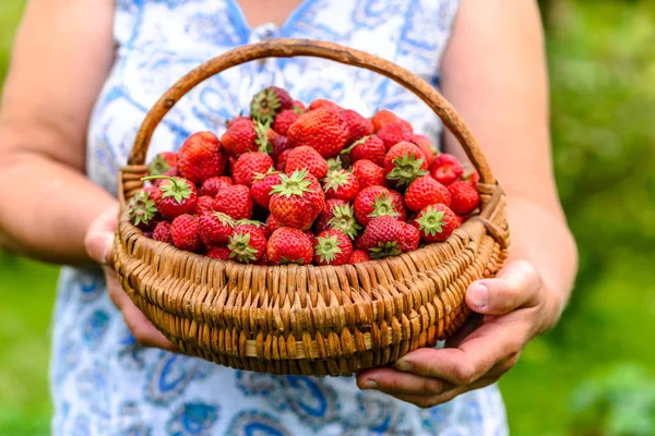 Çiftçi kadın elinde çilek sepeti, organik tarım gelen çiftlik taze çilek ile